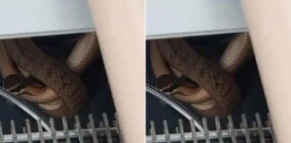 Feira de Santana: Cobra é encontrada dentro de bebedouro em escola