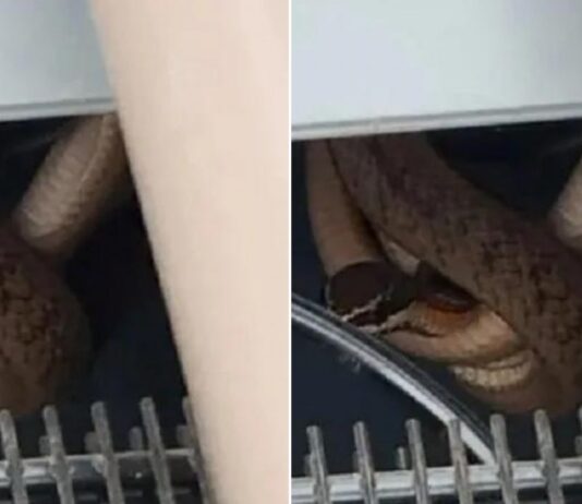 Feira de Santana: Cobra é encontrada dentro de bebedouro em escola