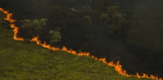 Pantanal e Amazônia enfrentaram piores incêndios em quase 20 anos, aponta observatório