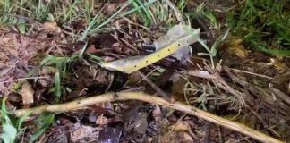 Voe Abaeté: As 5 vítimas de queda do avião eram funcionárias da empresa