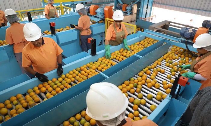 Laranjas tarifaço