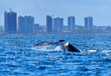 Prefeitura lança temporada das baleias-jubarte e fortalece Salvador como destino do turismo de natureza