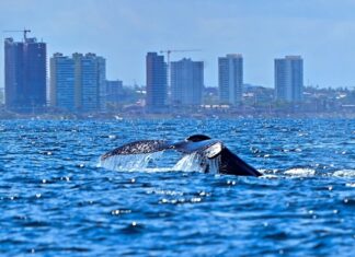 Prefeitura lança temporada das baleias-jubarte e fortalece Salvador como destino do turismo de natureza