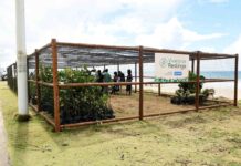 Segundo viveiro de restinga de Salvador é entregue no Jardim de Alah e recebe 515 mudas da Praia do Flamengo